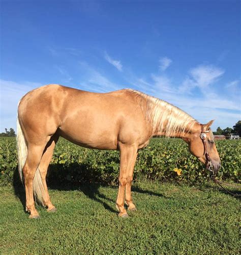 2022 Bay AQHA Quarter Horse Colt 3,900. . Horses for sale indiana